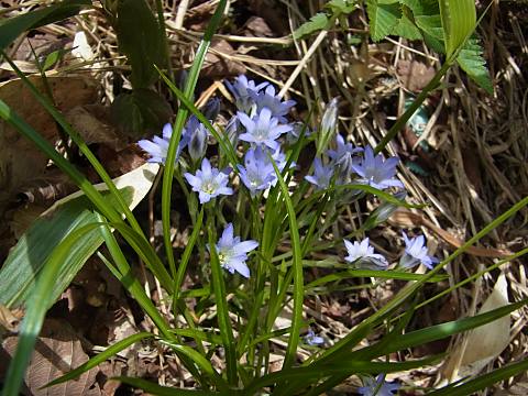 タテヤマリンドウ