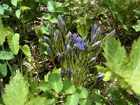 タテヤマリンドウ