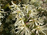 �g�L���}���T�N