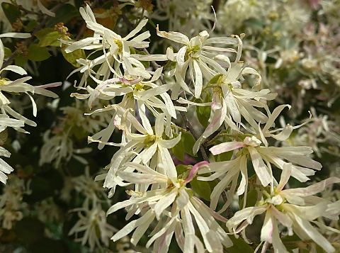 トキワマンサク