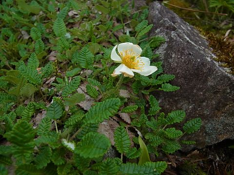 チョウノスケソウ