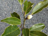 �I�K�^�}�m�L