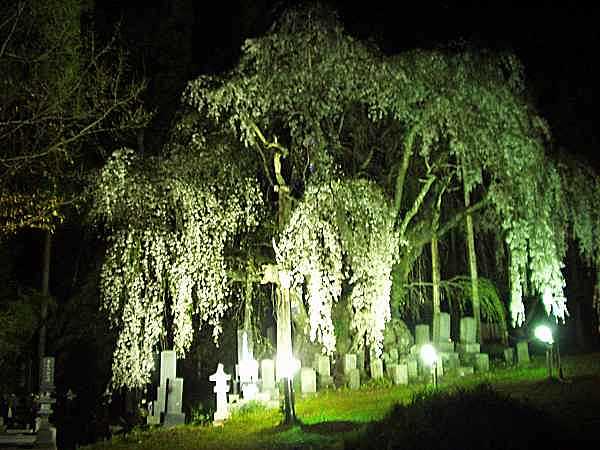 坪井の枝垂れ桜