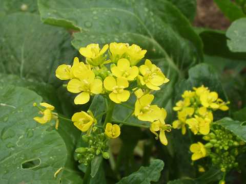 アスパラナの花