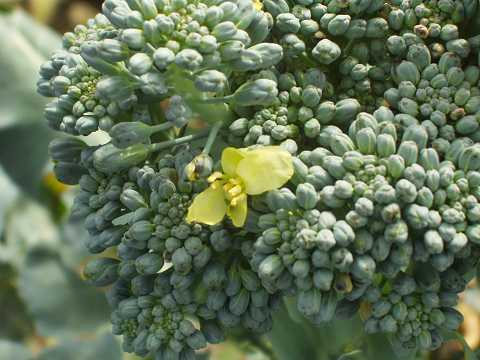 ブロッコリーの花