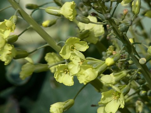 ブロッコリーの花