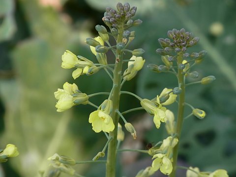 ブロッコリーの花