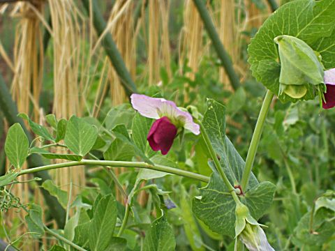 エンドウの花