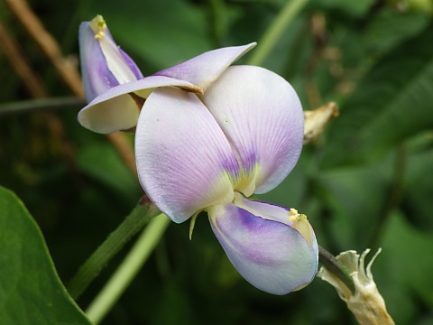 クロアズキの花