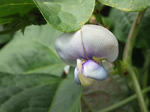 クロアズキの花