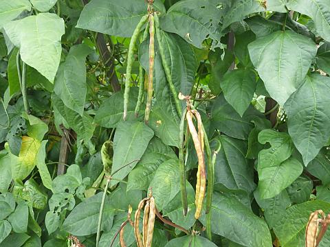 クロアズキの実