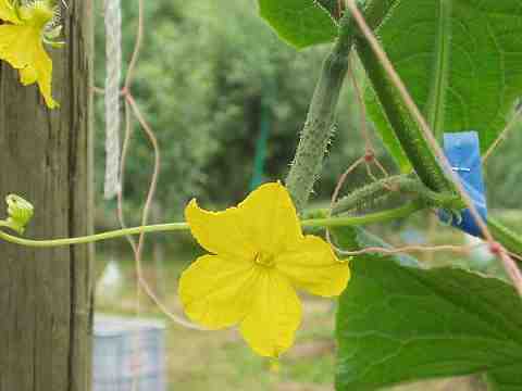 キュウリの花