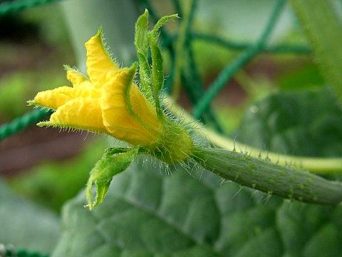 キュウリの花