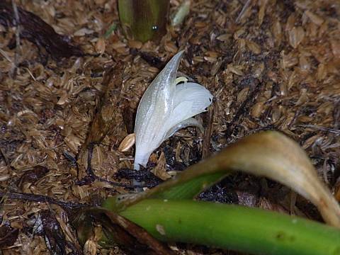 ミョウガの花