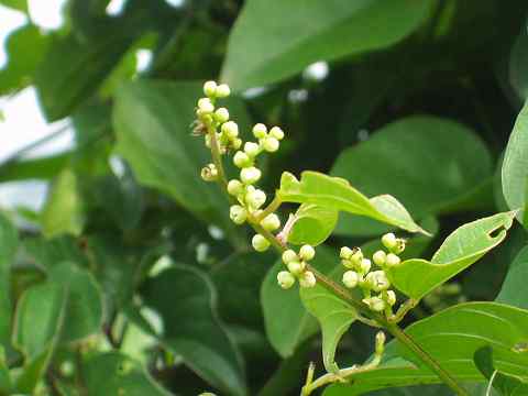 ナガイモの雄花