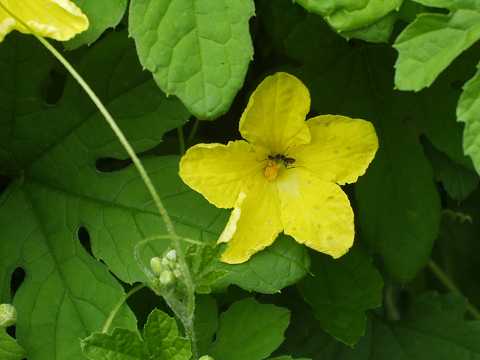 ニガウリの花