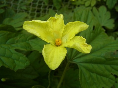 ニガウリの花