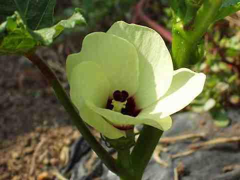 オクラの花