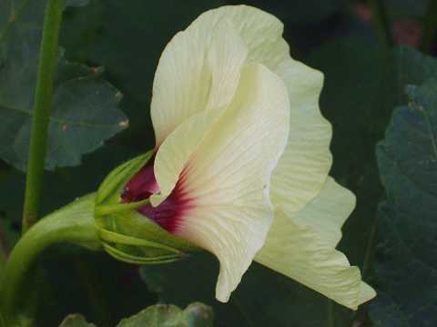 オクラの花