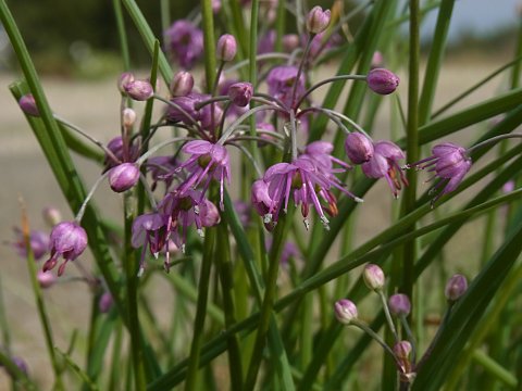 ���b�L���E