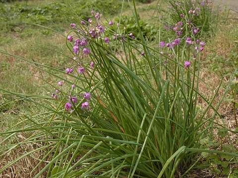 ���b�L���E