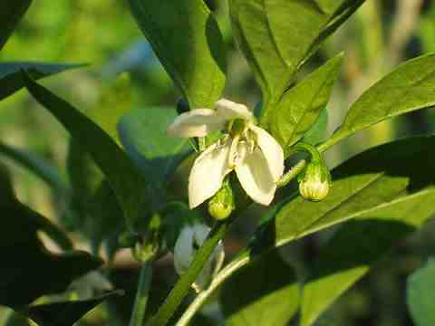 シシトウガラシの花