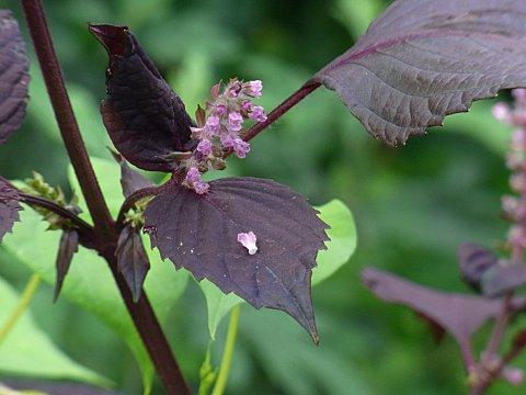 �A�J�W�\�̉�