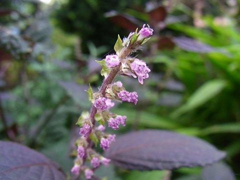 �A�J�W�\�̉�