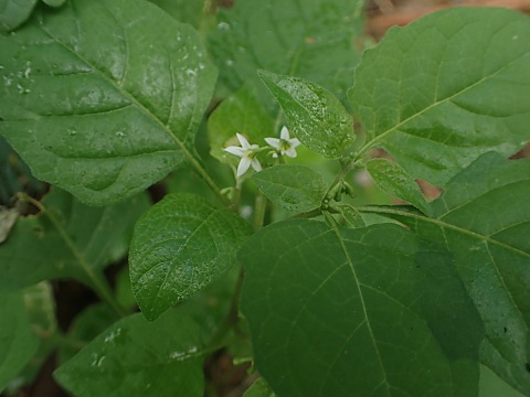 アメリカイヌホオズキ