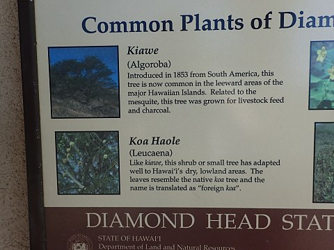 ダイヤモンドヘッドの植物