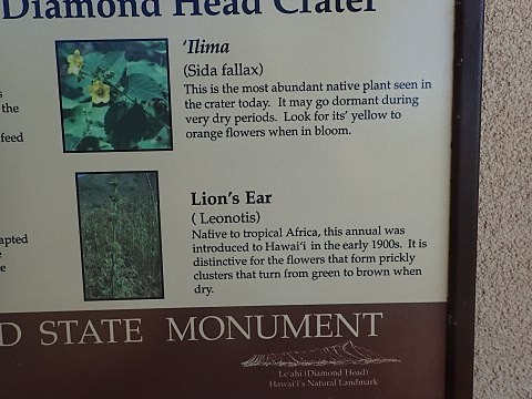 ダイヤモンドヘッドの植物