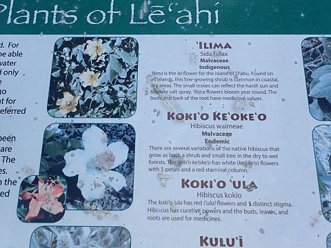 ダイヤモンドヘッドの植物