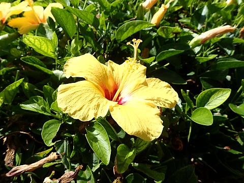 ハイビスカス