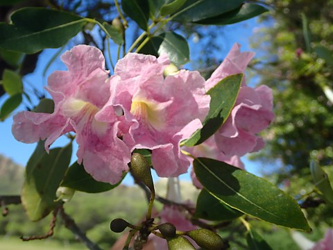 モモイロノウゼン