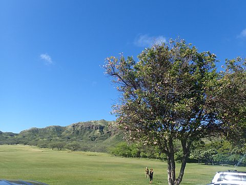 モモイロノウゼン