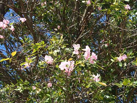 モモイロノウゼン