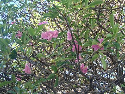 モモイロノウゼン