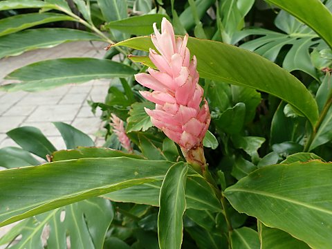 ピンクジンジャー