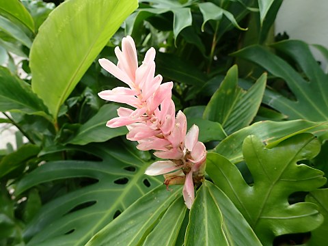 ピンクジンジャー