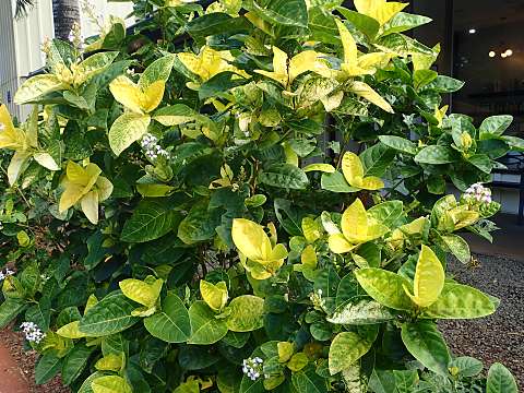 �����n�i�K�T���h�L