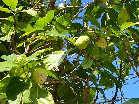 ヤエヤマアオキ