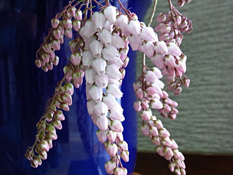 アケボノアセビ