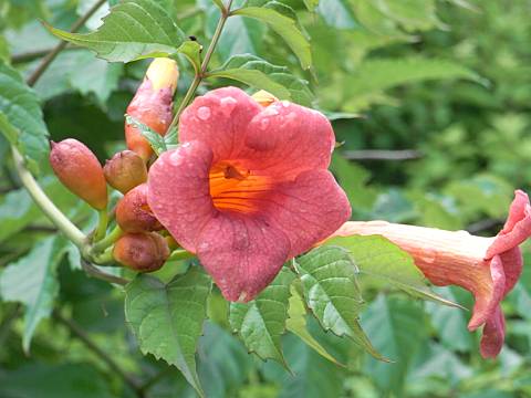 アメリカノウゼンカズラ