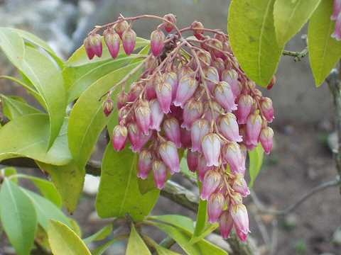 アケボノアセビ