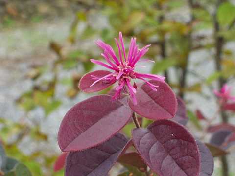 ベニバナトキワマンサク