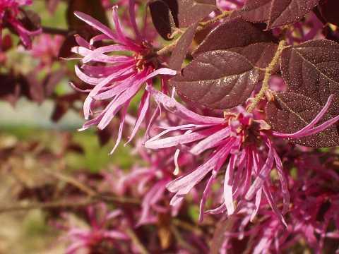 ベニバナトキワマンサク