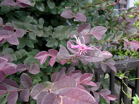 ベニバナトキワマンサク