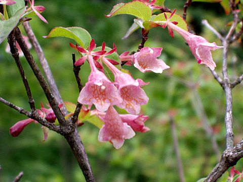 ベニバナツクバネウツギ