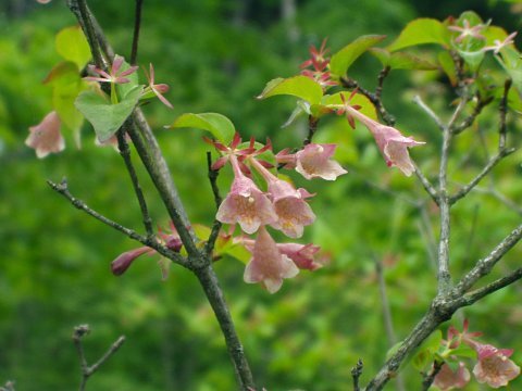 ベニバナツクバネウツギ