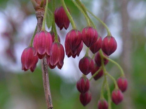 ベニサラサドウダン